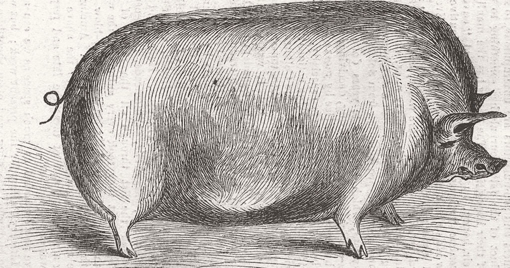 PIGS. Mr Cartwright’s boar 1843 old antique vintage print picture